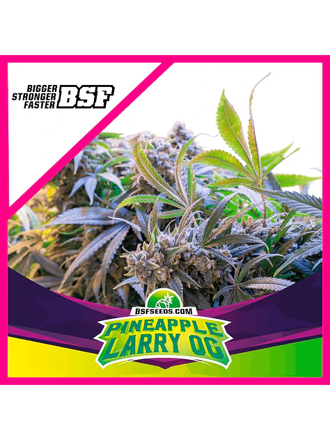 Star Payers Pineapple Larry Og Fem X4-Bsf 1