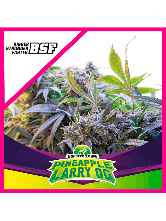 STAR PAYERS PINEAPPLE LARRY OG FEM X4-BSF 1