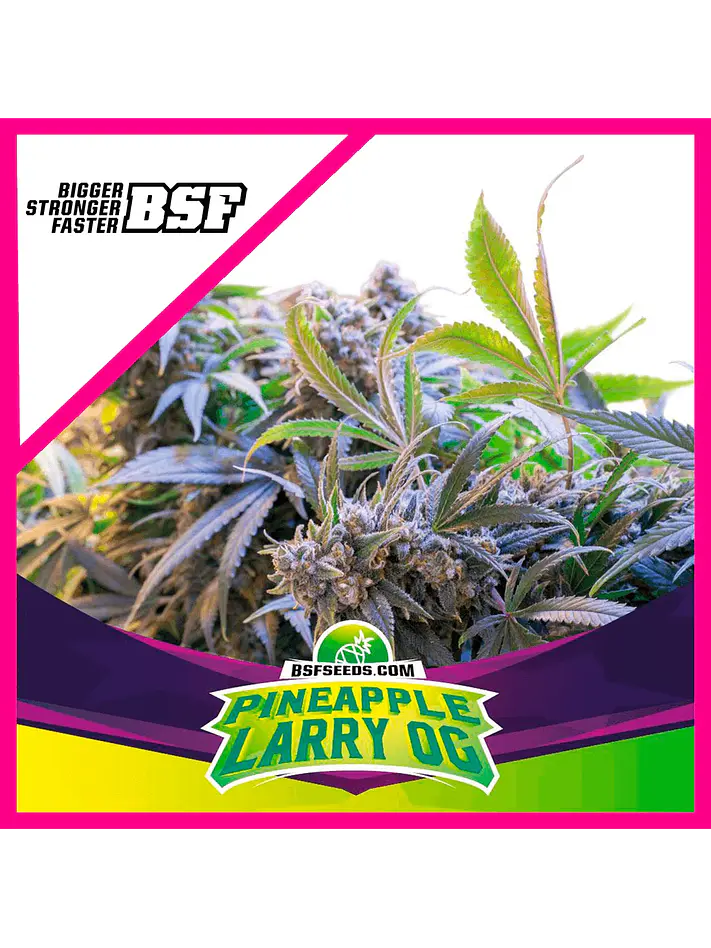 Star Payers Pineapple Larry Og Fem X4-Bsf 1