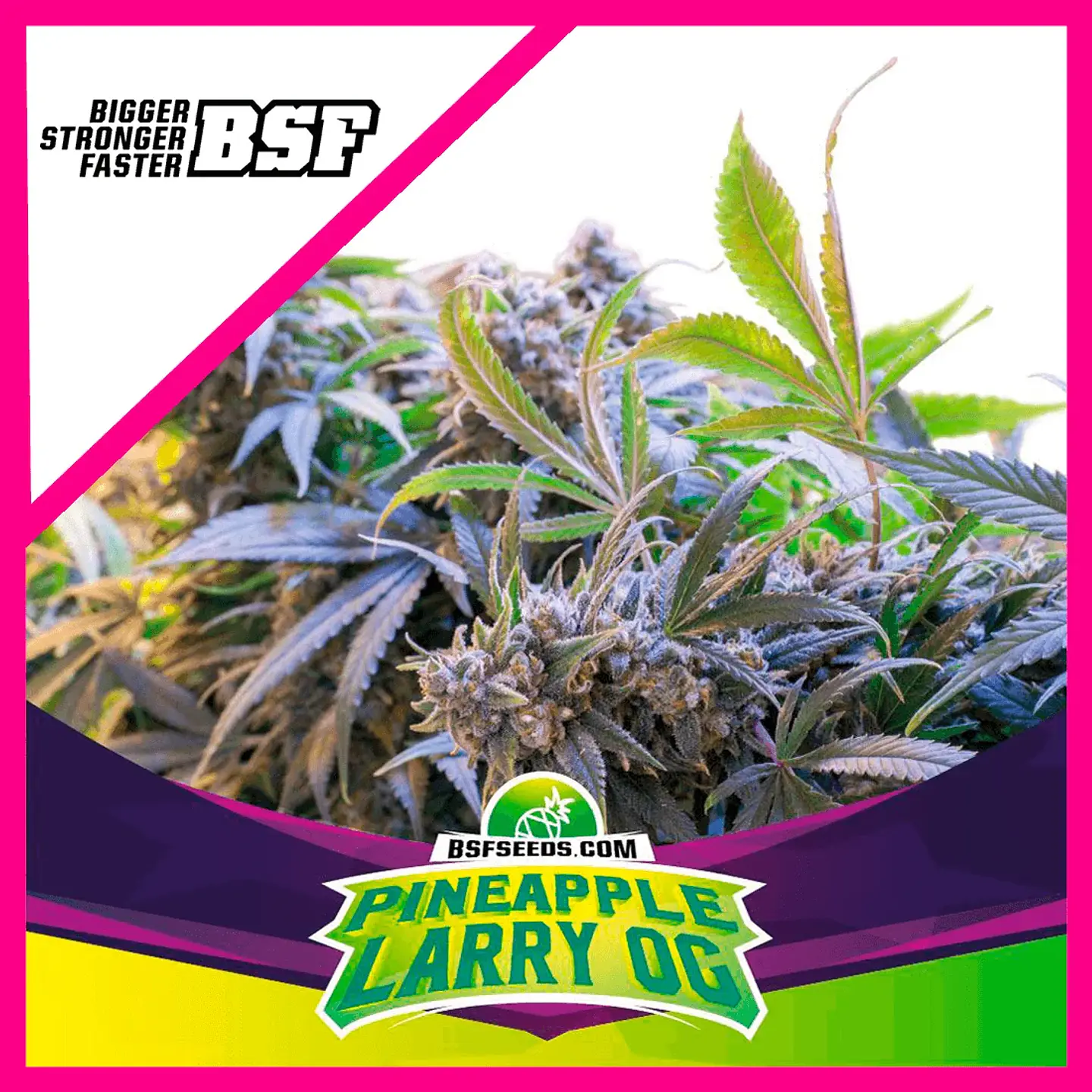 Star Payers Pineapple Larry Og Fem X4-Bsf 1
