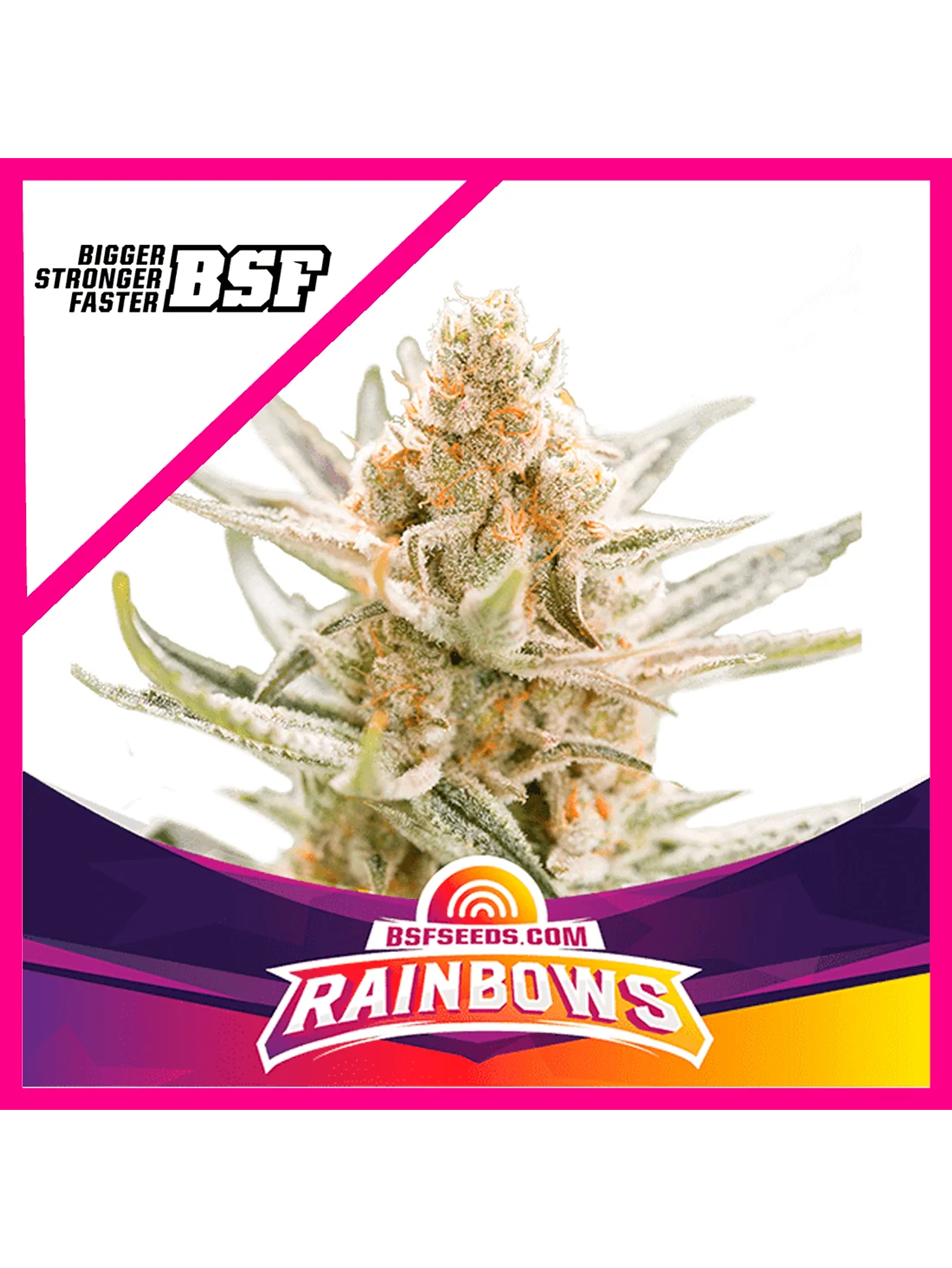 Star Players Rainbows Fem X2-Bsf 1