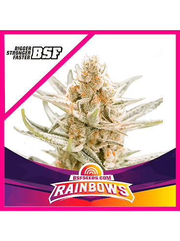 STAR PLAYERS RAINBOWS FEM X2-BSF 1