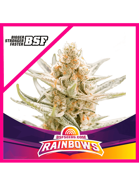 STAR PLAYERS RAINBOWS FEM X2-BSF 1