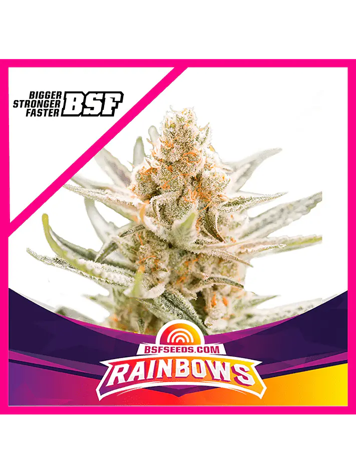 Star Players Rainbows Fem X2-Bsf 1