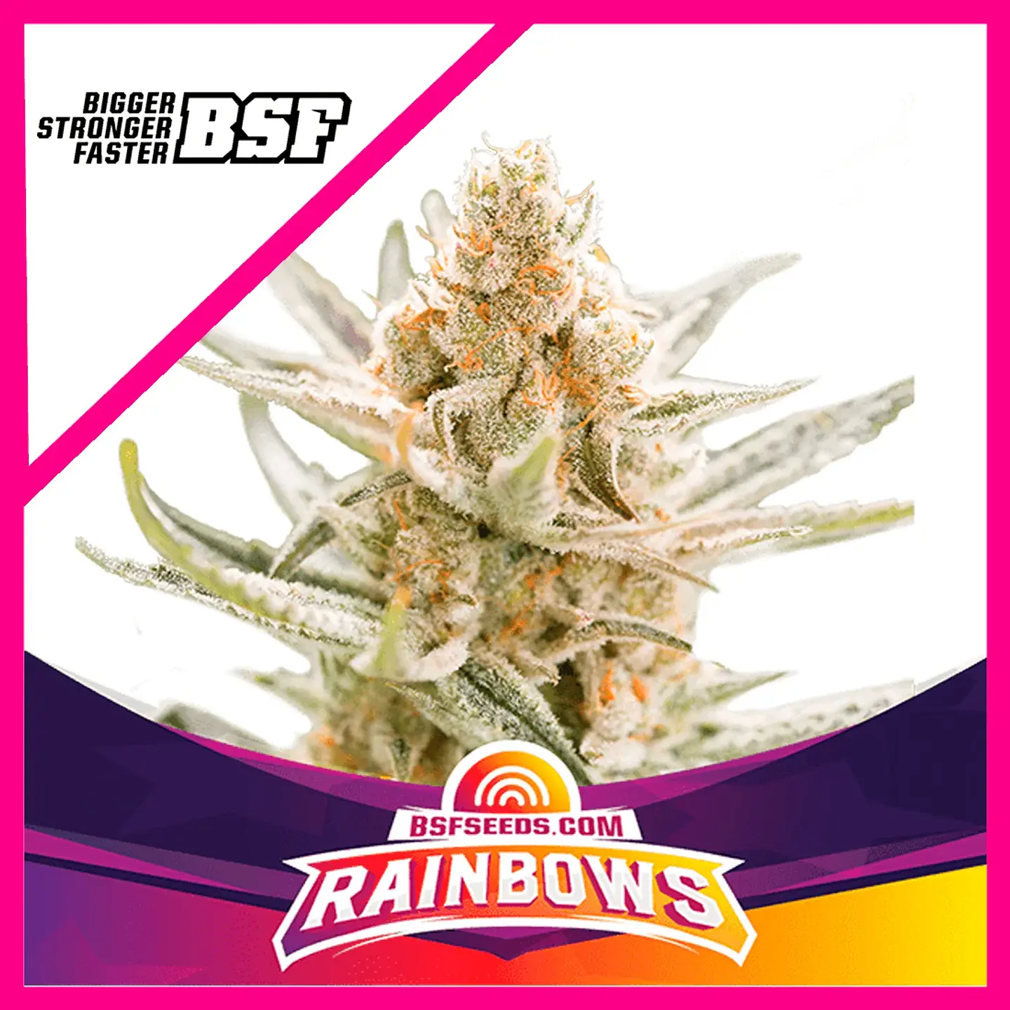 Star Players Rainbows Fem X2-Bsf 1