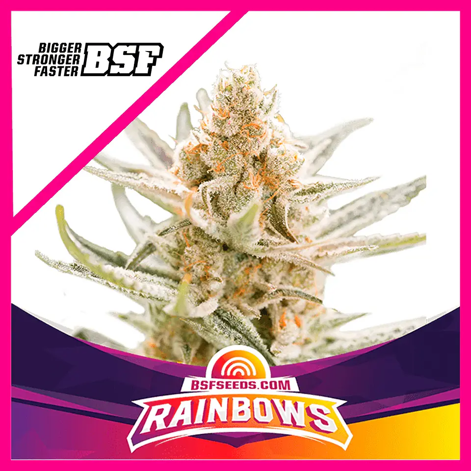 Star Players Rainbows Fem X2-Bsf 1