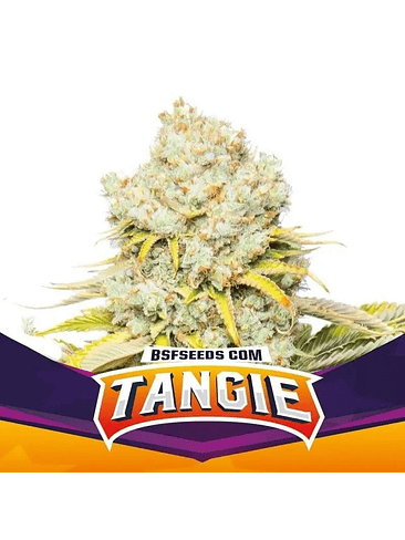 TANGIE FEM X2-BSF 1