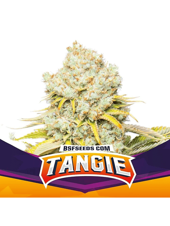 TANGIE FEM X4-BSF 1