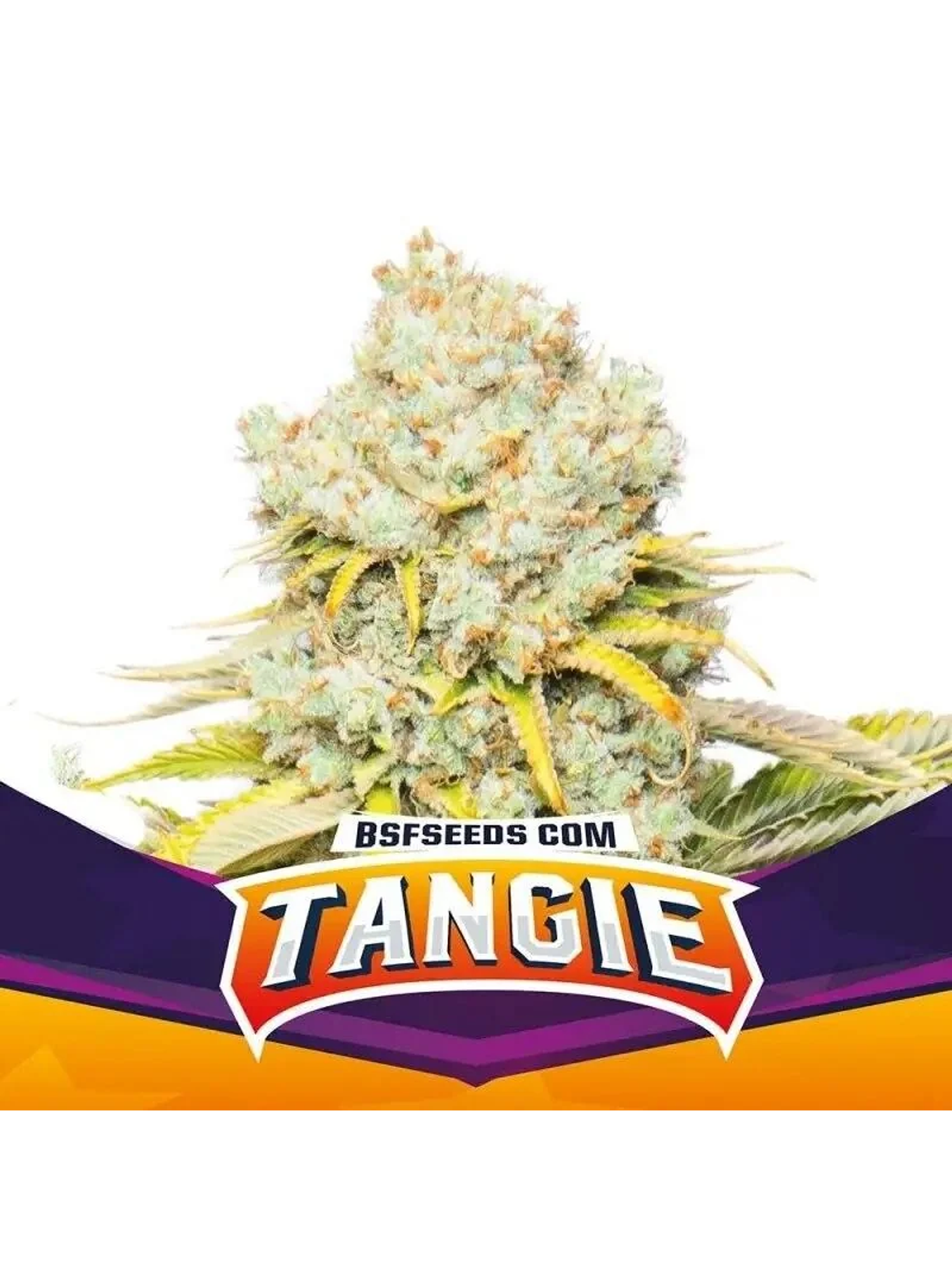 Tangie Fem -Bsf (X12/X4/X2) 1