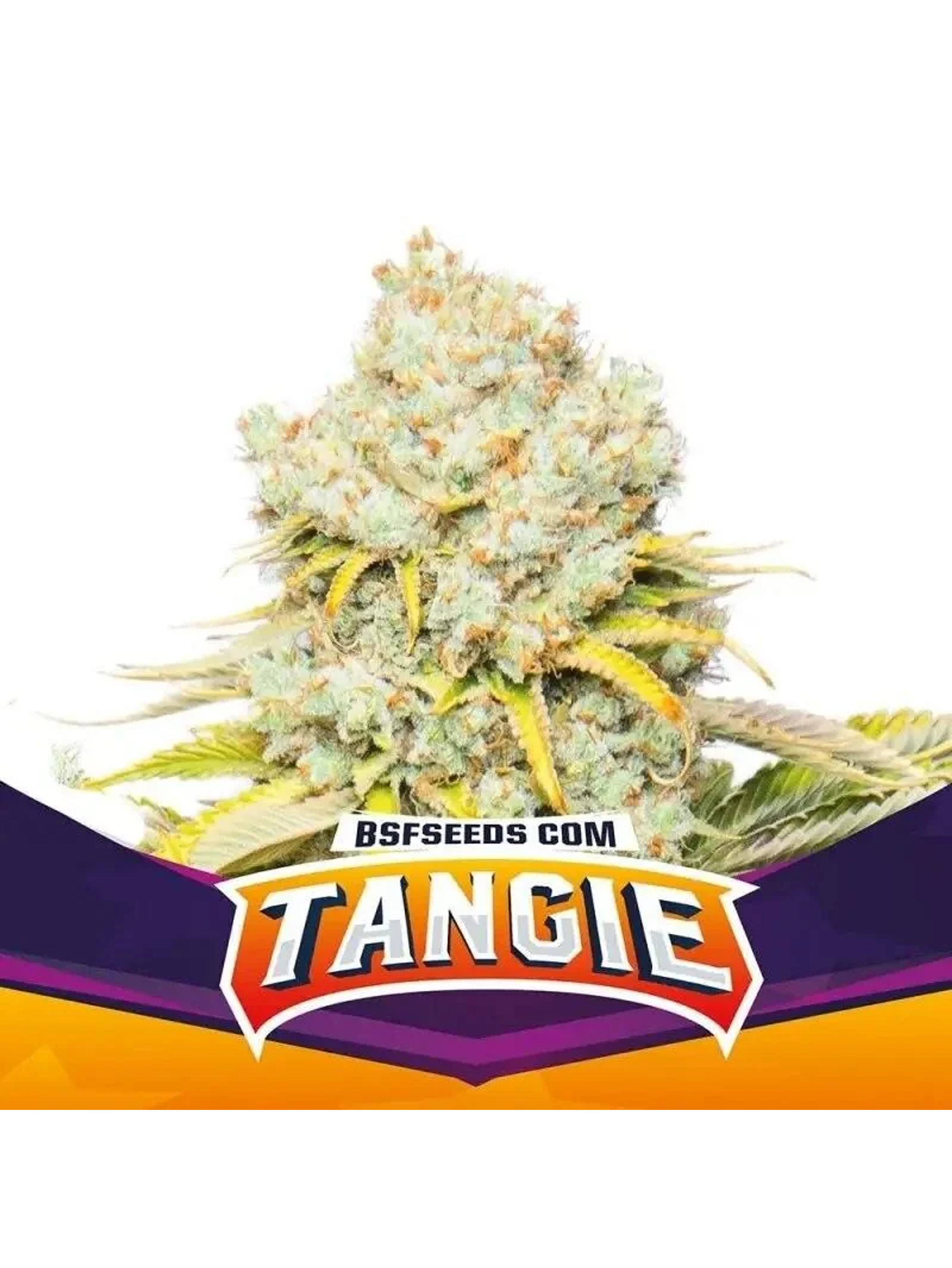 Tangie Fem -Bsf (X12/X4/X2) 1