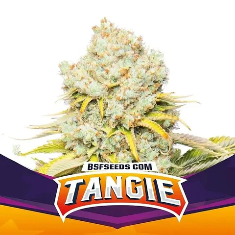 Tangie Fem -Bsf (X12/X4/X2)