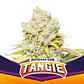 Tangie Fem -Bsf (X12/X4/X2) - Miniatura 1