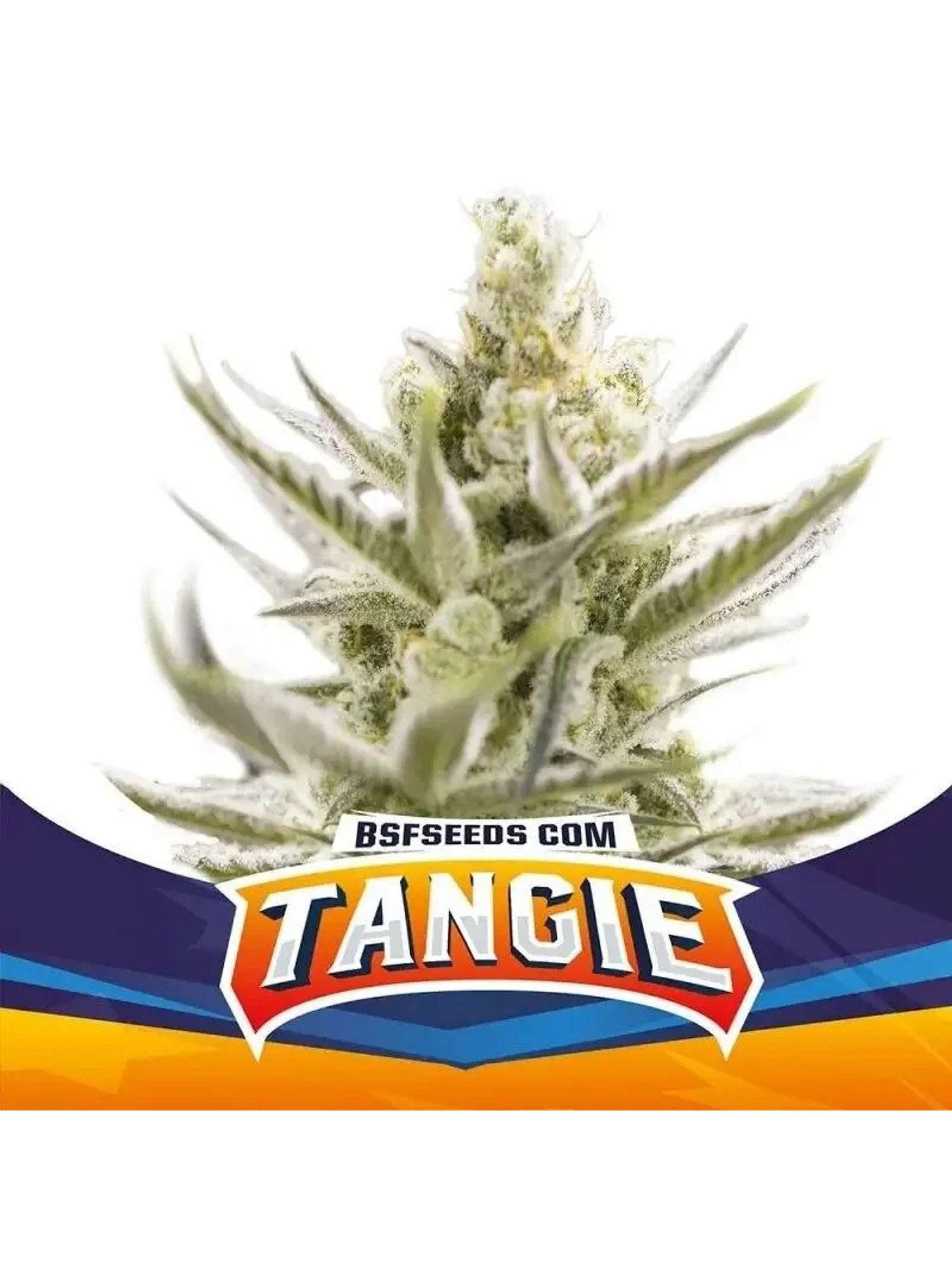 Tangie Xxl Auto -Bsf (X12/X7/X4/X2) 1