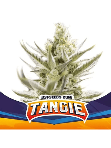TANGIE XXL AUTO X12-BSF 1
