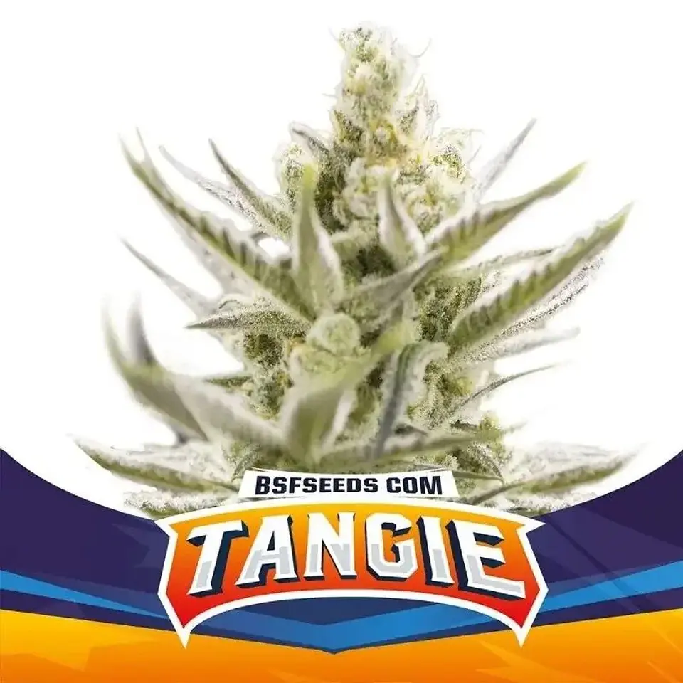 Tangie Xxl Auto -Bsf (X100/X12/X7/X4/X2) 1