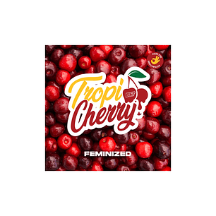 TROPI CHERRY X2 - BSF