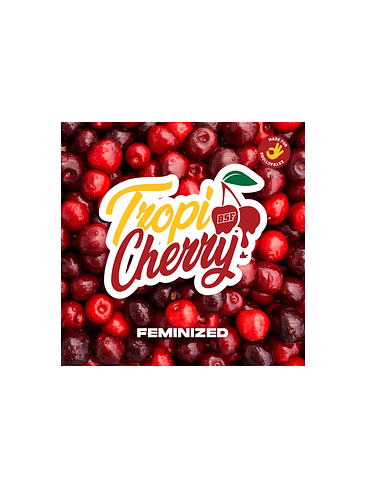 TROPI CHERRY X4 - BSF 1