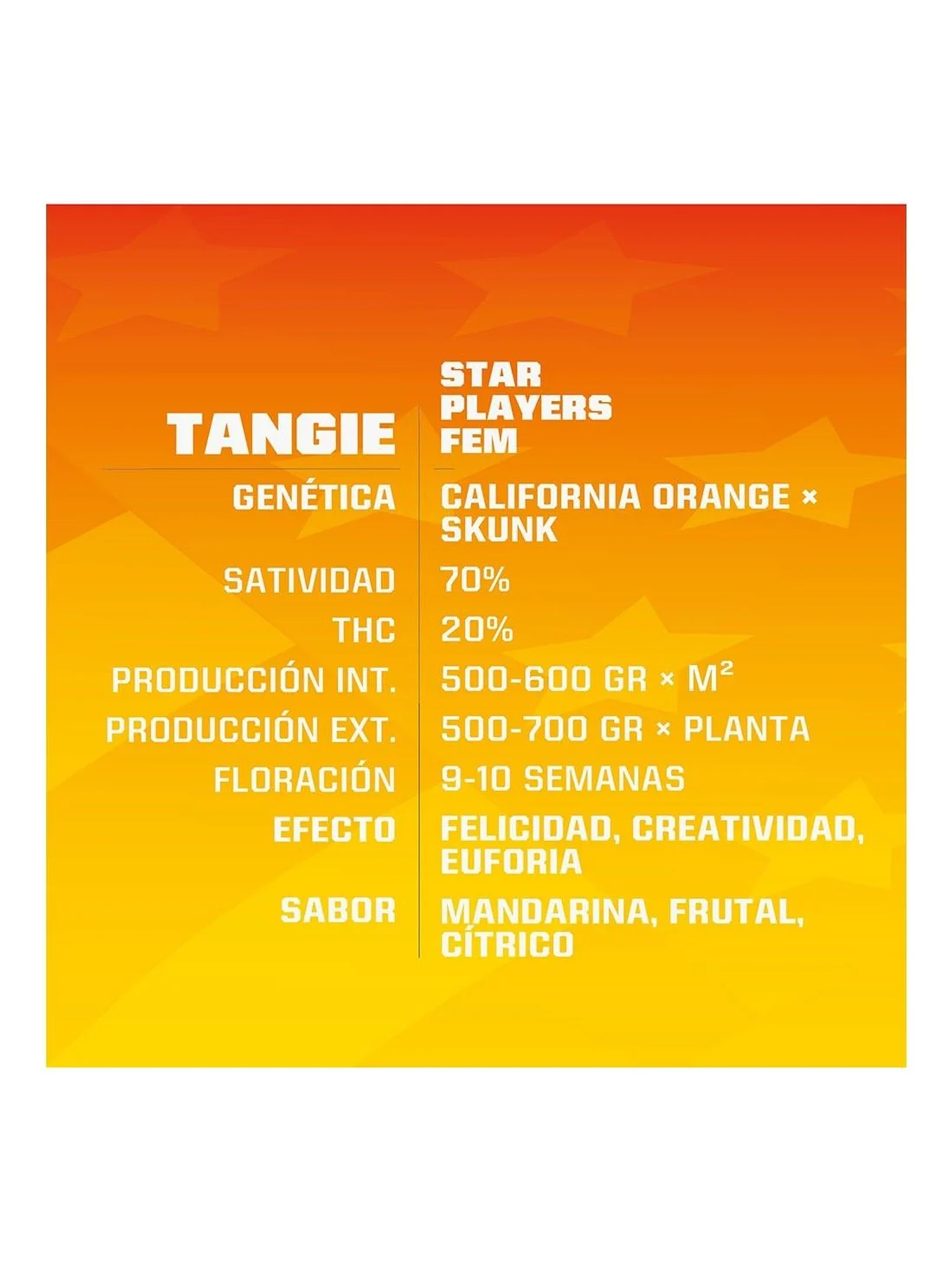 Tangie  Fem X4-Bsf 2