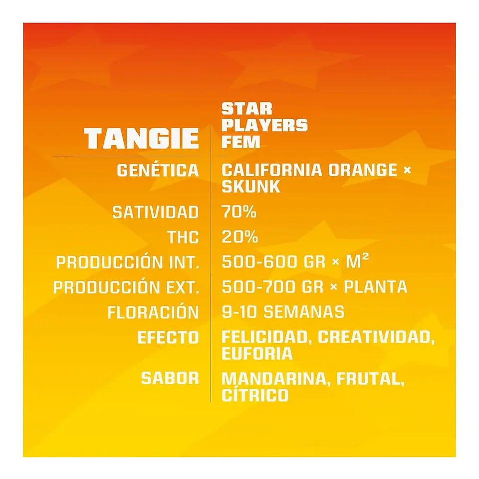 Tangie  Fem X4-Bsf 2