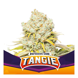 TANGIE  FEM X4-BSF
