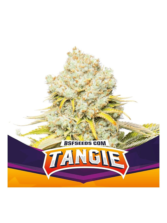 TANGIE  FEM X4-BSF 1