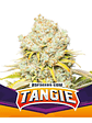 TANGIE  FEM X4-BSF - Miniatura 1