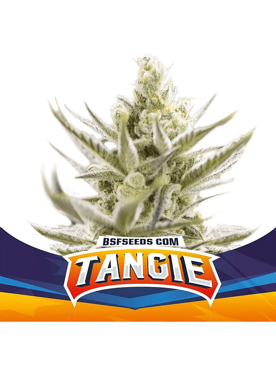 TANGIE XXL AUTO X2-BSF 1