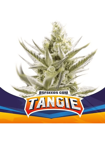 TANGIE XXL  AUTO X4-BSF 2