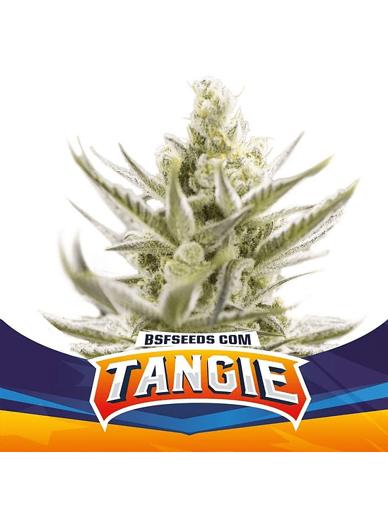 TANGIE XXL  AUTO X7-BSF 1