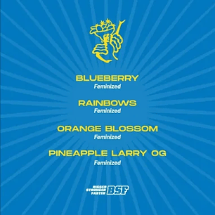 TUTTI FRUTTI MIX FEM X12-BSF