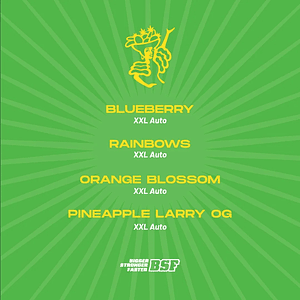 Tutti Frutti Xxl Mix Auto X12-Bsf