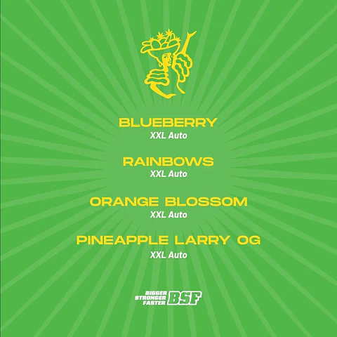 Tutti Frutti Xxl Mix Auto -Bsf (X12/X8/X4)