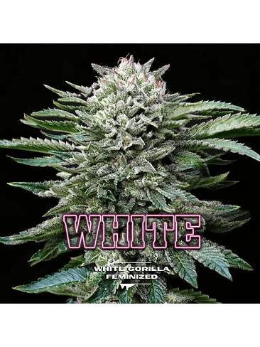 WHITE GORILLA FEM X2-BSF 1
