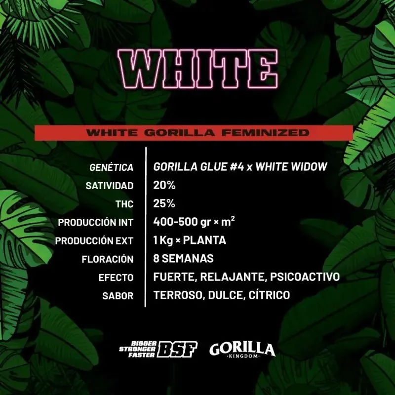White Gorilla Fem -Bsf (X12/X4/X2) 2