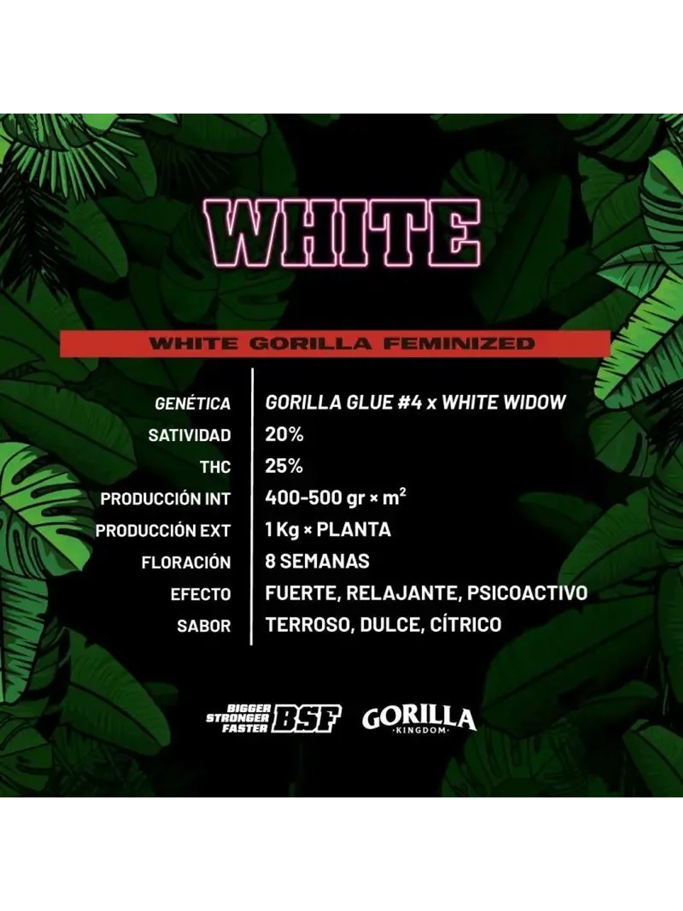 White Gorilla Fem -Bsf (X12/X4/X2) 2