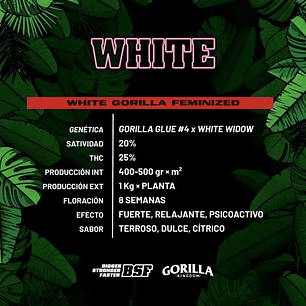WHITE GORILLA FEM X4-BSF
