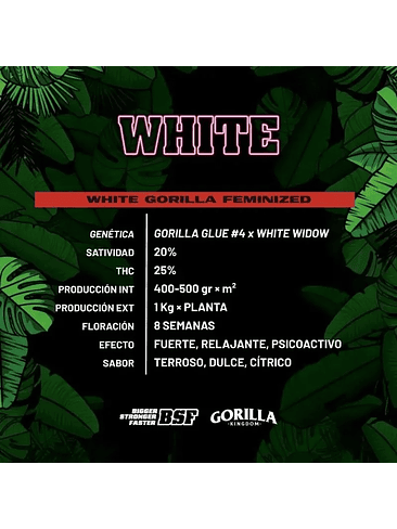 WHITE GORILLA FEM X4-BSF 1