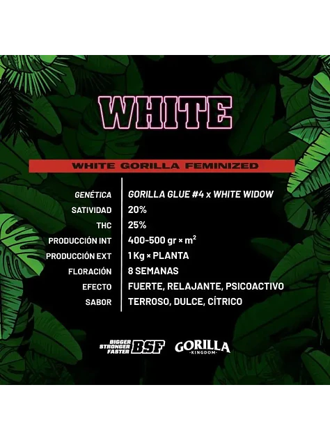 White Gorilla Fem -Bsf (X12/X4/X2) 2