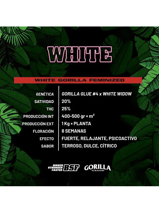 WHITE GORILLA FEM X4-BSF 1