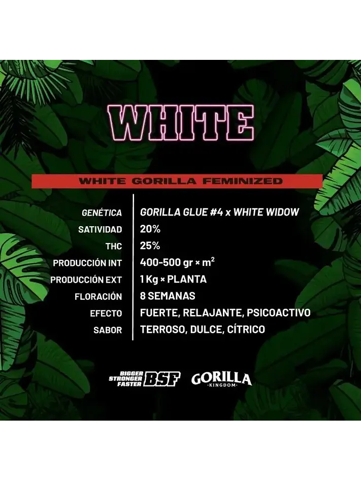 White Gorilla Fem -Bsf (X12/X4/X2) 2