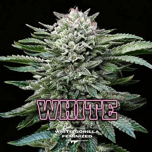 WHITE GORILLA FEM X4-BSF