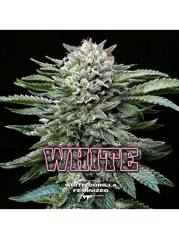 WHITE GORILLA FEM X4-BSF 2