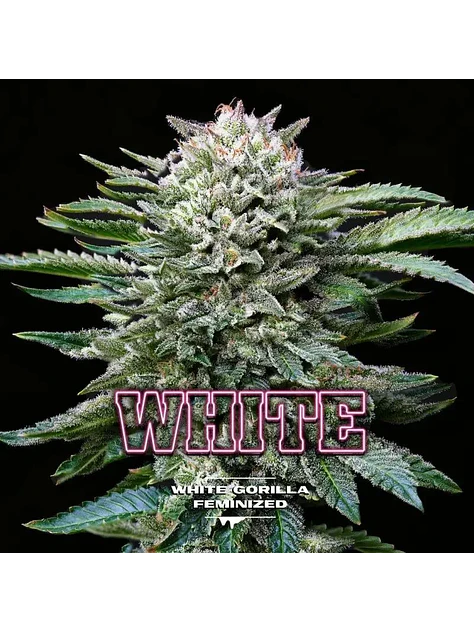 White Gorilla Fem -Bsf (X12/X4/X2) 1