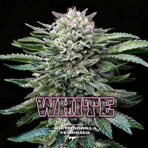 White Gorilla Fem -Bsf (X12/X4/X2)