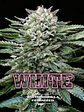 WHITE GORILLA FEM X4-BSF - Miniatura 2