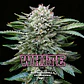 White Gorilla Fem -Bsf (X12/X4/X2) - Miniatura 1
