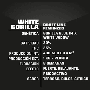 White Gorilla Fem X12-Bsf