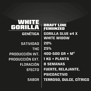 WHITE GORILLA FEM X12-BSF