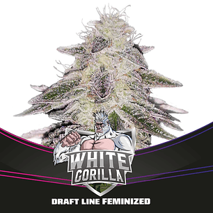 WHITE GORILLA FEM X12-BSF