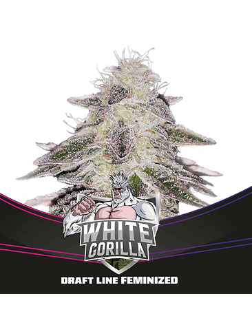 WHITE GORILLA FEM X12-BSF 1
